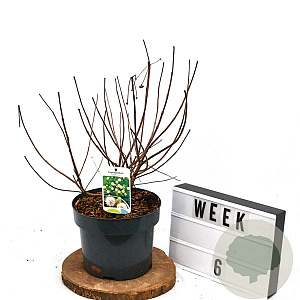 Cephalanthus occidentalis 40-50 cm 5,0L