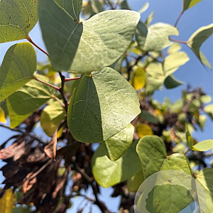 Cercis siliquastrum 125-150 cm container struik