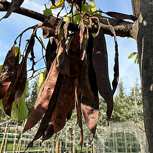Cercis siliquastrum 125-150 cm container struik