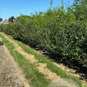 Chionanthus retusus 125-150 cm draadkluit meerstammig