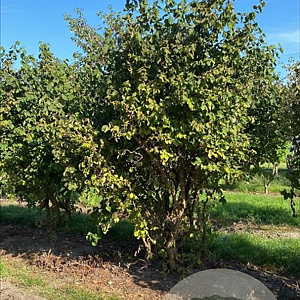 Corylus a. 'Scooter' 175-200 cm draadkluit meerstammig
