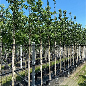 Corylus colurna 14-16 HO container