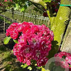 Crataegus media 'Paul's Scarlet' 12-14 HO draadkluit 3 X verplant