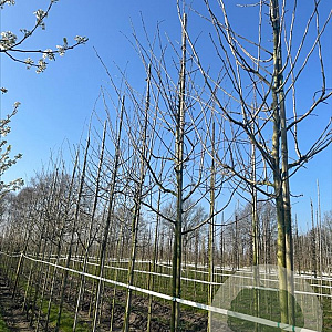 Crataegus media 'Paul's Scarlet' 16-18 HO draadkluit 3 X verplant