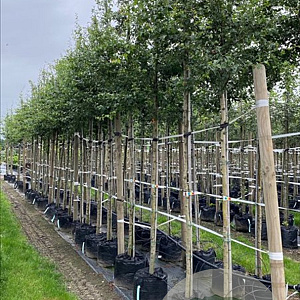 Crataegus monogyna 10-12 HO container 