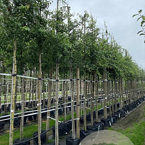 Crataegus monogyna 12-14 HO container