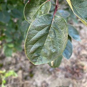 Cydonia oblonga 125-150 cm draadkluit meerstammig