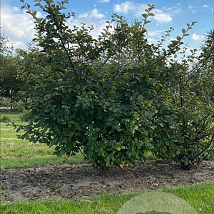 Cydonia oblonga 150-175 cm draadkluit meerstammig 80-100 breed