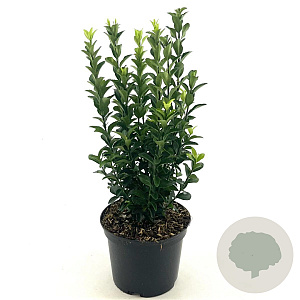 Euonymus jap. 'Green Spire' 20-30 cm 2,0L