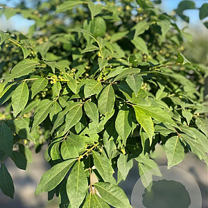 Euonymus phellomanus 8-10 cm container