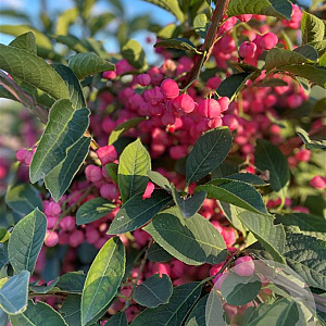 Euonymus phellomanus 8-10 cm container
