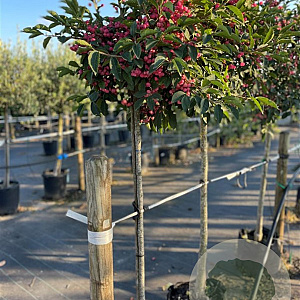 Euonymus phellomanus 8-10 cm container