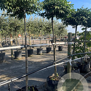 Euonymus phellomanus 8-10 cm container