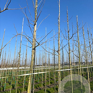 Ginkgo biloba 18-20 HO draadkluit verplant