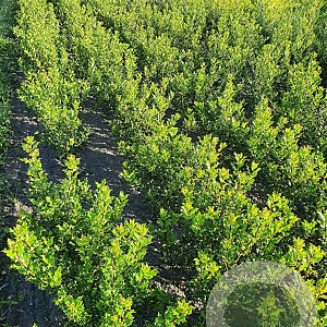 Ilex aquifolium 60-80 cm met kluit