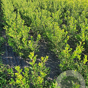 Ilex aquifolium 60-80 cm met kluit