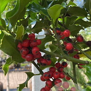 Ilex aquifolium 12-14 HO container