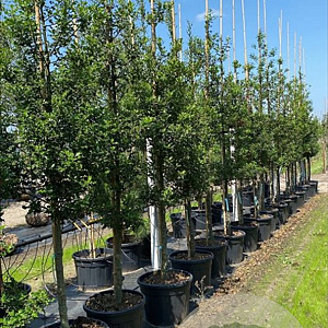 Ilex aquifolium 12-14 HO container