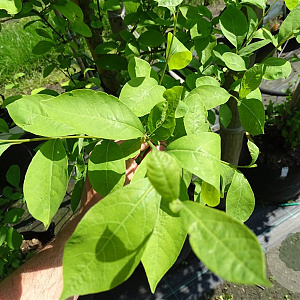 Lindera benzoin 10-12 HO container 