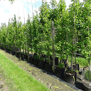 Lindera benzoin 10-12 HO container 