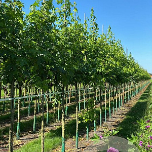 Liquidambar styraciflua 18-20 HO draadkluit verplant