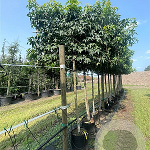 Liquidambar styraciflua 18-20 HO container leiboom