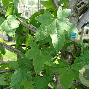 Liquidambar s. 'Kuijck Street' 18-20 HO draadkluit verplant
