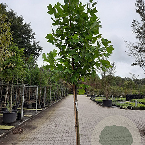 Liriodendron tulipifera 10-12 HO container 