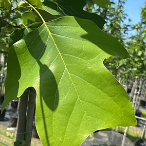 Liriodendron tulipifera 12-14 HO container