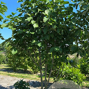Magnolia 'Big Dude' 450-500 cm draadkluit meerstammig