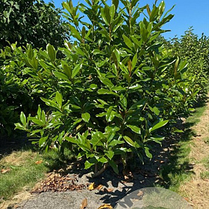 Magnolia grandiflora 175-200 cm draadkluit meerstammig