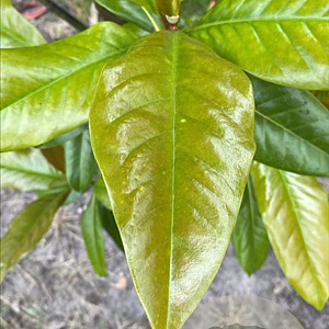 Magnolia grandiflora 175-200 cm draadkluit meerstammig