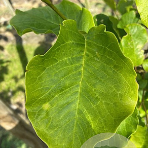 Magnolia kobus 18-20 HO draadkluit verplant