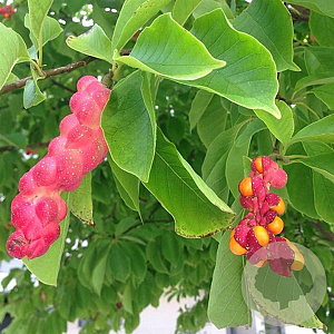 Magnolia kobus 18-20 HO draadkluit verplant