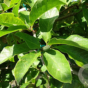 Magnolia loebneri 'Merrill' 18-20 HO container leiboom