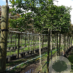 Magnolia loebneri 'Merrill' 18-20 HO container leiboom