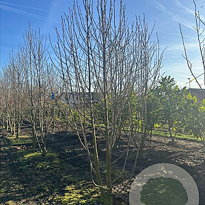 Magnolia tripetala 150-175 cm draadkluit meerstammig 80-100 breed