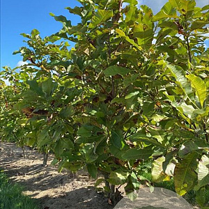 Magnolia tripetala 175-200 cm draadkluit meerstammig