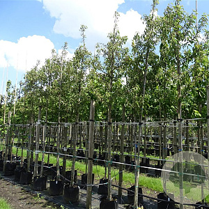 Malus 'Comtesse de Paris' 10-12 HO container 