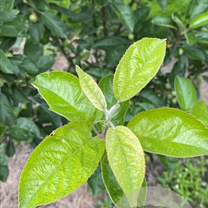 Malus 'Golden Hornet' 150-175 cm draadkluit meerstammig 80-100 breed
