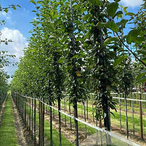 Malus 'Golden Hornet' 10-12 HO draadkluit