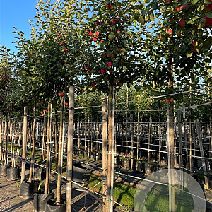 Malus 'Hyslop' 12-14 HO container