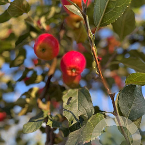 Malus 'Hyslop' 12-14 HO container