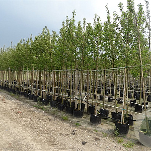 Malus 'Hyslop' 12-14 HO container