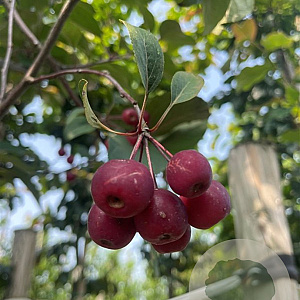 Malus 'Mokum' 10-12 HO container 
