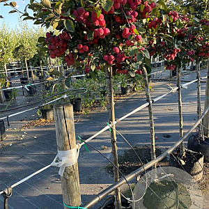 Malus 'Neville Copeman' 8-10 cm container
