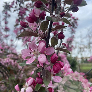 Malus 'Neville Copeman' 8-10 cm container