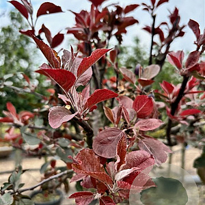 Malus 'Neville Copeman' 8-10 cm container