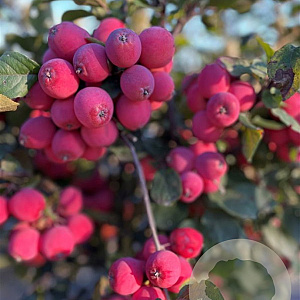 Malus 'Neville Copeman' 8-10 cm container