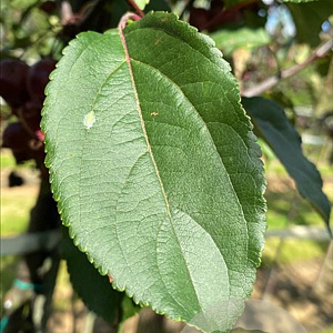 Malus 'Red Obelisk' 10-12 HO container 
